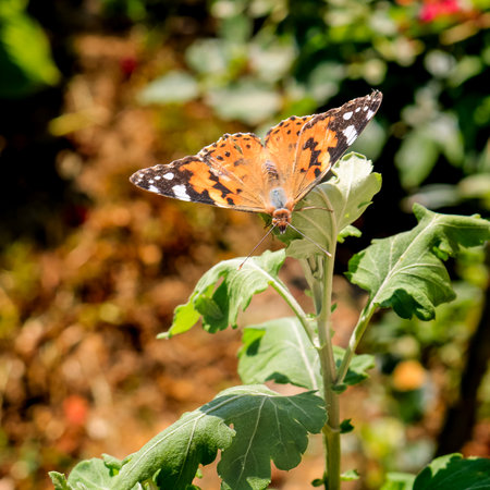 Close up photo of a colorful butterfly sitting on a leafの写真素材