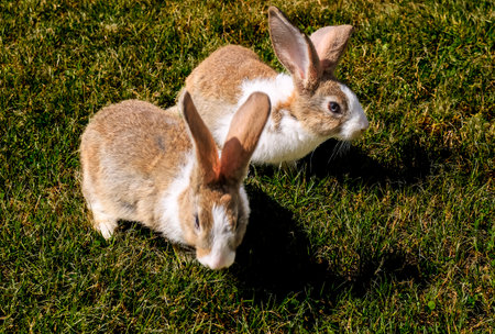 Cute little rabbit on green grass with natural background during springの写真素材