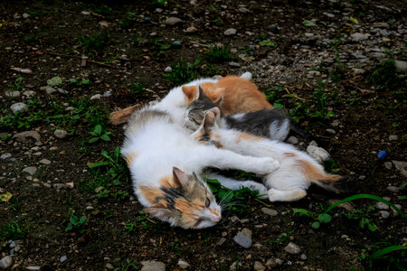 Cat nursing her kittens. Mom cat hugging her kitten with loveの写真素材