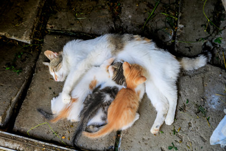 Cat nursing her kittens. Mom cat hugging her kitten with loveの写真素材