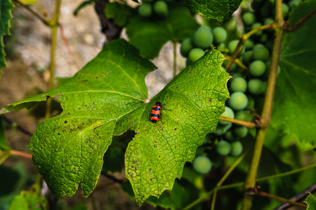 Black and red insect sitting on a leaf in the vineyardの写真素材