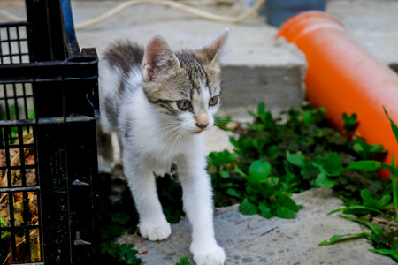 Baby cat exploring the environment in the garden. Cute kitten playingの写真素材