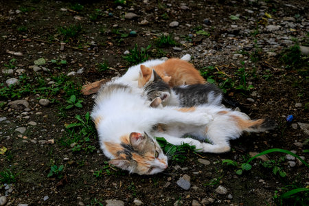 Cat nursing her kittens. Mom cat hugging her kitten with loveの写真素材