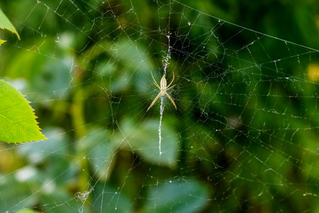 Close up photo of a spider on a spider webの写真素材