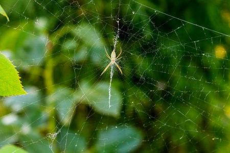 Close up photo of a spider on a spider webの写真素材
