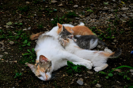 Cat nursing her kittens. Mom cat hugging her kitten with loveの写真素材