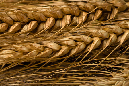 Wheat detail. Cereals for bakery, flour productionの写真素材