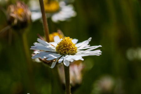 Spring and summer nature scene with blooming bellis perennis, commonly known as the white daisyの写真素材