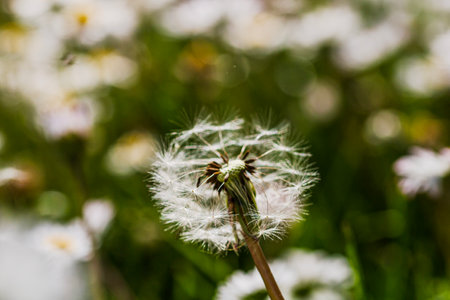 Spring and summer nature scene with blooming taraxacum, commonly known as dandelionの写真素材