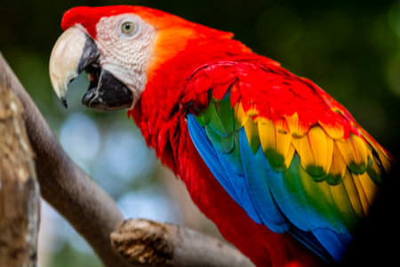 Detail of scarlet macaw, parrot at a bird sanctuary in Cartagena, Colombiaの写真素材