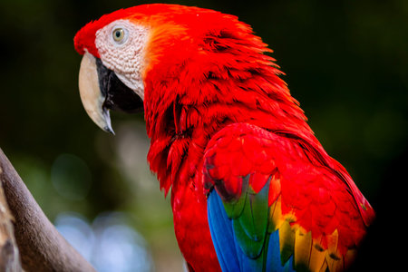 Detail of scarlet macaw, parrot at a bird sanctuary in Cartagena, Colombia