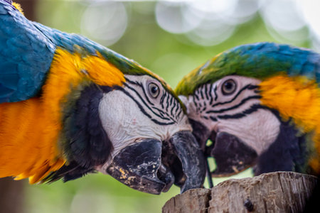 Detail of blue and yellow macaw, parrot at a bird sanctuary in Cartagena, Colombiaの写真素材