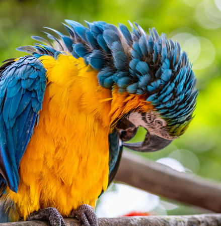 Detail of blue and yellow macaw, parrot at a bird sanctuary in Cartagena, Colombia