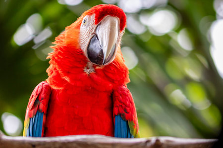Detail of scarlet macaw, parrot at a bird sanctuary in Cartagena, Colombia