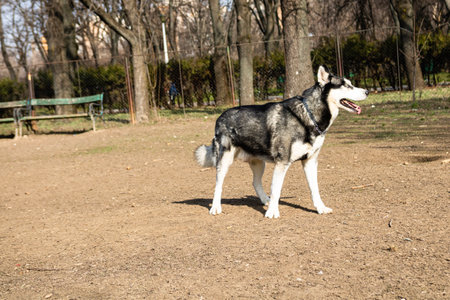 Siberian husky dog playing in the parkの写真素材
