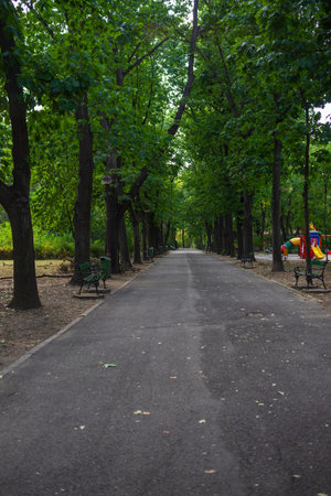 Landscape with old green trees in Bucharest downtown park