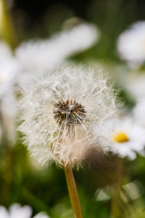 Spring and summer nature scene with blooming taraxacum, commonly known as dandelionの写真素材