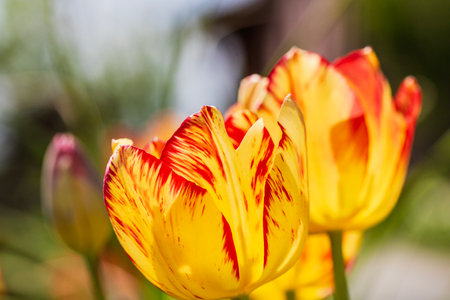 Spring and summer nature scene with blooming tulips flowersの写真素材