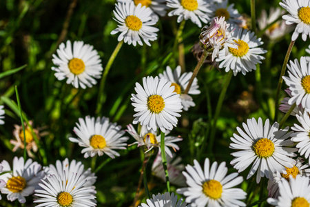 Spring and summer nature scene with blooming bellis perennis, commonly known as the white daisyの写真素材