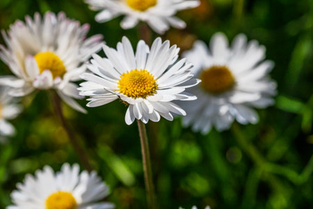 Spring and summer nature scene with blooming bellis perennis, commonly known as the white daisyの写真素材