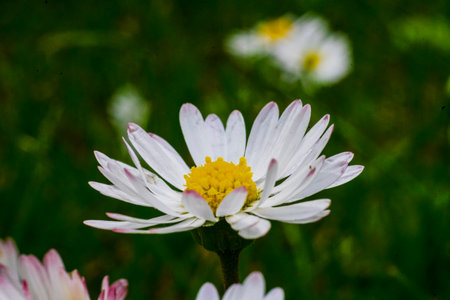 Spring and summer nature scene with blooming bellis perennis, commonly known as the white daisyの写真素材