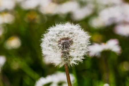 Spring and summer nature scene with blooming taraxacum, commonly known as dandelionの写真素材