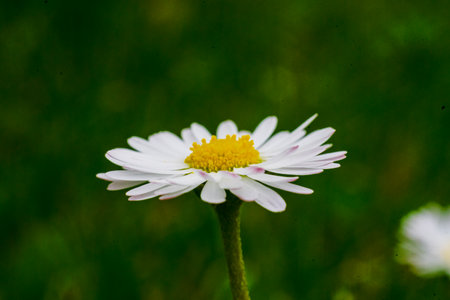 Spring and summer nature scene with blooming bellis perennis, commonly known as the white daisyの写真素材