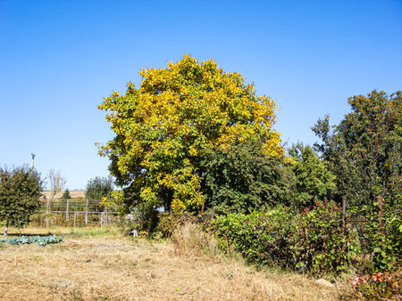 Rural landscape with fields, meadows and forestの写真素材