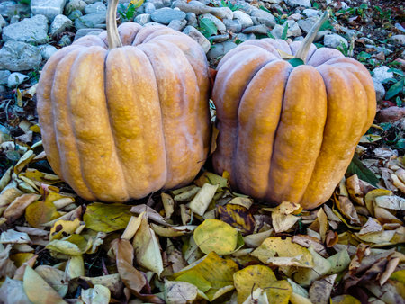 Bunch of pumpkins in the fieldの写真素材