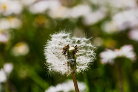 Spring and summer nature scene with blooming taraxacum, commonly known as dandelionの写真素材