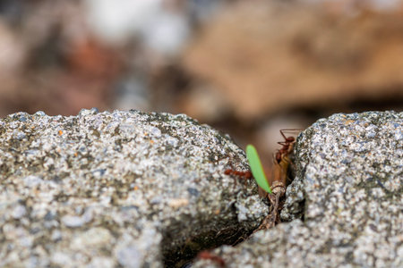 Leafcutter ants (Atta sp.) near Golfito, Costa Ricaの写真素材