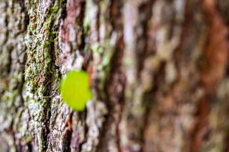 Leafcutter ants (Atta sp.) near Golfito, Costa Rica