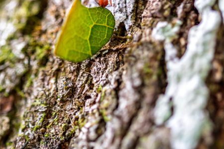 Leafcutter ants (Atta sp.) near Golfito, Costa Rica