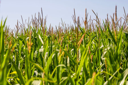 Corn field. Cereals for bakery and flour production
