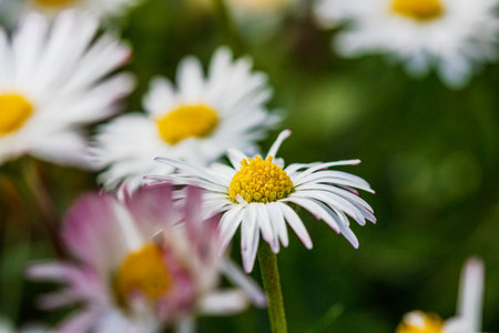 Spring and summer nature scene with blooming bellis perennis, commonly known as the white daisyの写真素材
