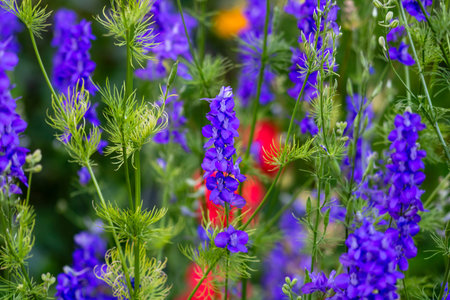 A closeup of Delphinium glaucum, common names Sierra larkspur, mountain larkspur, glaucous larkspur