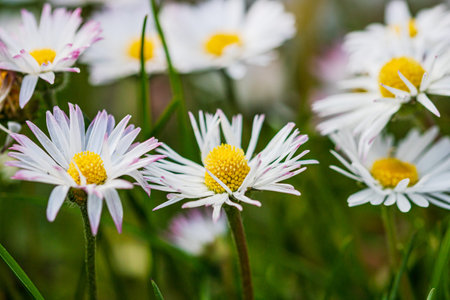 Spring and summer nature scene with blooming bellis perennis, commonly known as the white daisy