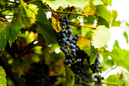 Ripe grapes on the vine. Purple grapes hanging on the vine in a vineyard at sunset, ready for harvestの写真素材