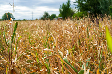 Corn field. Cereals for bakery and flour production in autumnの写真素材