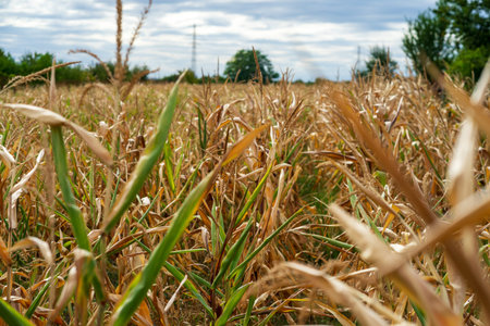 Corn field. Cereals for bakery and flour production in autumn