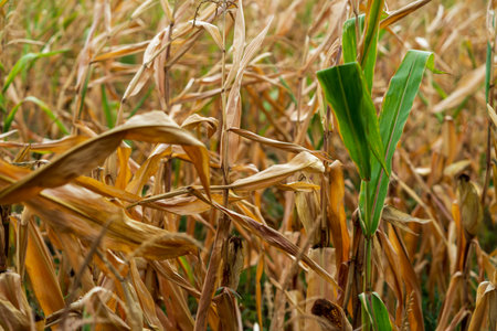 Corn field. Cereals for bakery and flour production in autumnの写真素材