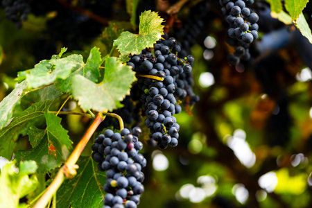 Ripe grapes on the vine. Purple grapes hanging on the vine in a vineyard at sunset, ready for...