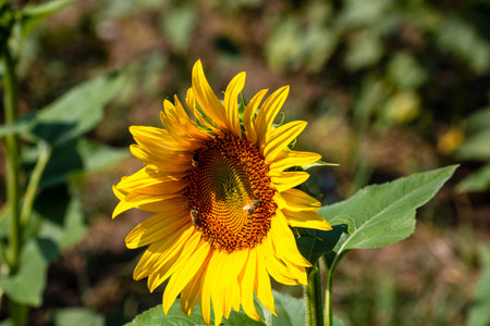 Sunflower field. Agriculture, sunflower seeds growing concept. Blooming sunflower field in...