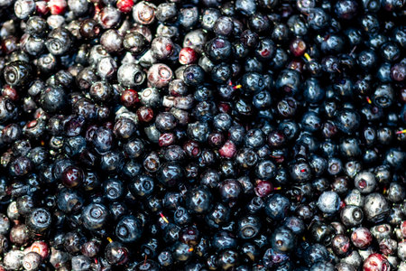 Fresh wild blueberry. Freshly picked organic blueberries