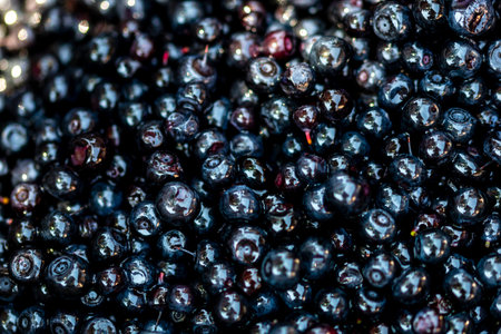 Fresh wild blueberry. Freshly picked organic blueberries