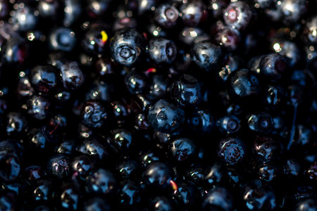 Fresh wild blueberry. Freshly picked organic blueberriesの写真素材