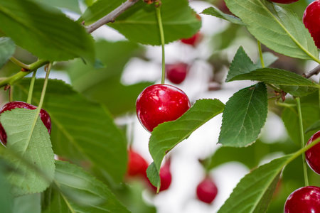 Red and sweet cherry berries. Detail of ripe cherries