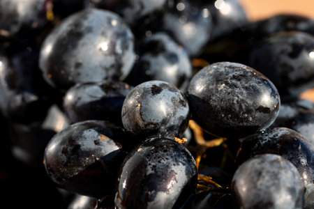 Fresh appetizing ripe red grapes in a detailed macro shot showing skin texture and natural bloom for...