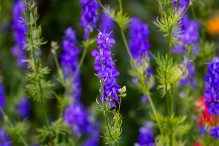 A closeup of Delphinium glaucum, common names Sierra larkspur, mountain larkspur, glaucous larkspur