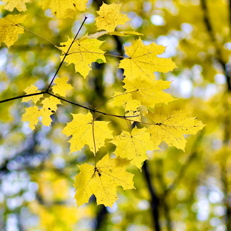 yellow maple leavesの写真素材